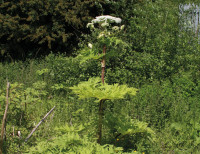 Giant Hogweed plant
