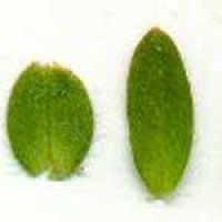 Cerastium_leaves[1].jpg