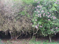 Rodod treated chemical thinning