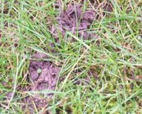 wellington-cricket-worms.jpg
