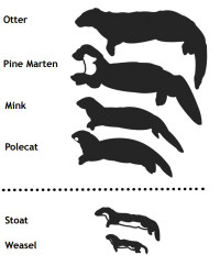 MustelidsUK