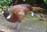The Re-Appearing Pheasant [Day 2]