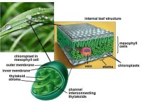 Grass photosynthesis