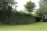 Hedges Main2