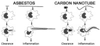 Asbestos CarbonNanotube Diagram
