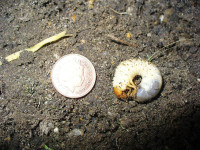 Coin Chafer