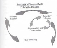 disease-cycle-1.jpg