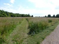 Desire line paths in a newly sown hay meadow