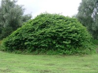 Japanese Knotweed on amenity land in Herefordshire in July.JPG