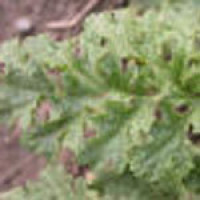 ragwort-leaf.jpg