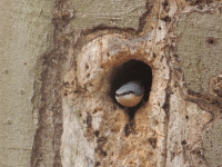 Fairhaven Nuthatch