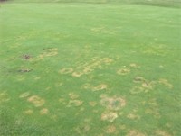 wrekin golf club fusarium patches.jpg