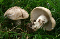st georges mushroom