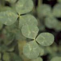 clover-leaf.jpg