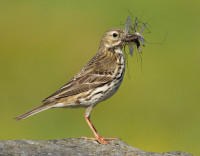 MeadowPipit