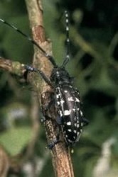 Asian longhorn beetle (ALB)