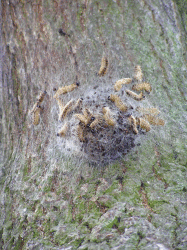 OPM nest small with shed pupal skins Richard Gill Sheffield CC