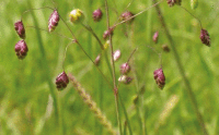 Quaking Grass (Briza media) cptBruceShortland