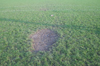 football bare soil
