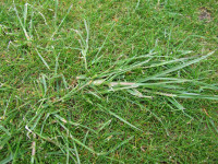 Ryegrass in Fescue mr