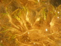 Plate 5 Anguina pacificae plant symptoms