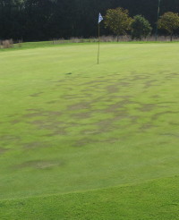 IMG_5711A  Severe drought stress to 8th green Park  Cams Hall.jpg