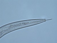 needle nematode (2)