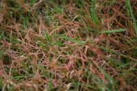 Red thread spores (3)