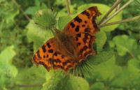 Comma