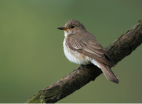 SpottedFlycatcher