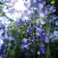 Flower.Bluebell 01