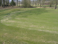 IMG_4096  Back section of 5th green following coring & axis  Oak Park.JPG