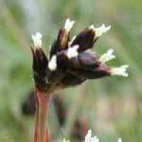 field-woodrush-flower.jpg