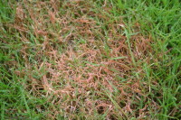 Red thread spores (2)