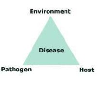 Disease-triangle.2jpg.jpg