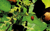 Nettles Ladybird