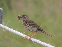 StAndrews MeadowPipit