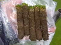 Greens organic matter samples being collected for processing