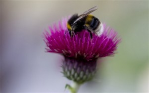 chelsea flower bee 2916684b