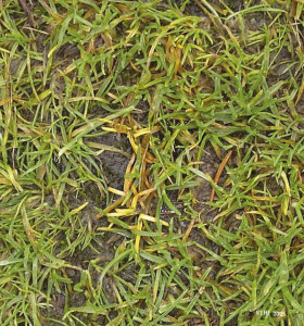Anthracnose courtesy of the STRI