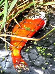 1-Grass snake taking a goldfish.