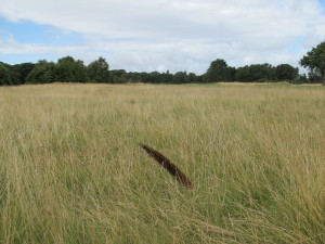 Pheasent Feather Blowing in the Wind