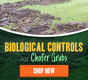 Biological Control for Chafer Grubs