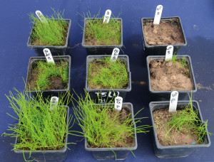 Syngenta Qualibra germination trial pots mr