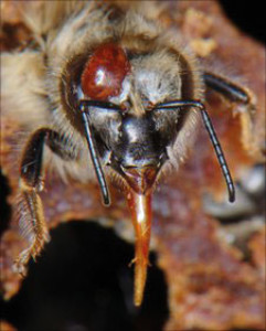 Bees Varroa mite